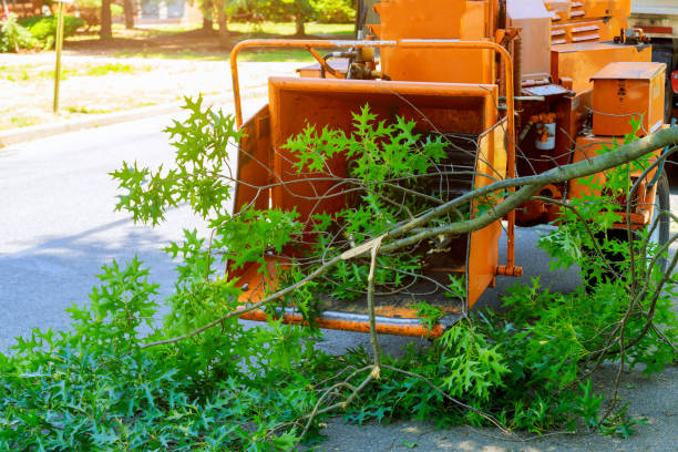 Best Emergency Tree Removal  in USA